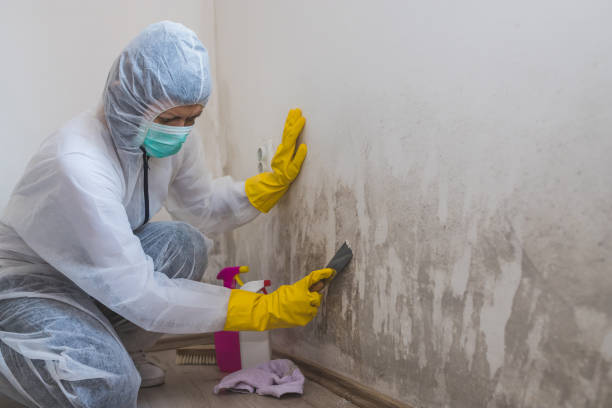 Professional Mold Remediation in Shawneeland, VA