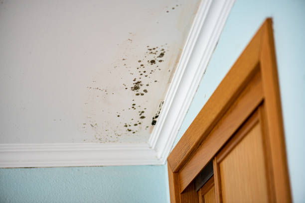 Best Residential Mold Remediation in Shawneeland, VA