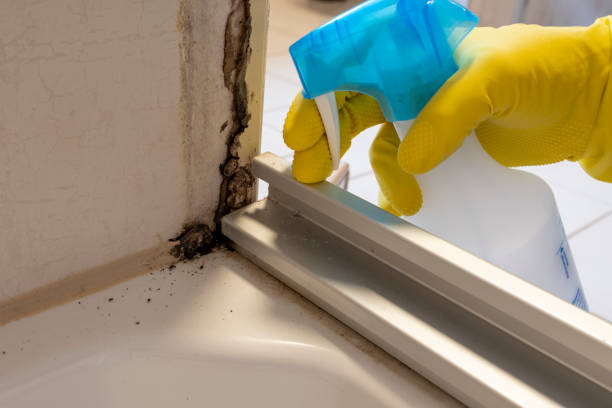 Best Residential Mold Remediation in Shawneeland, VA