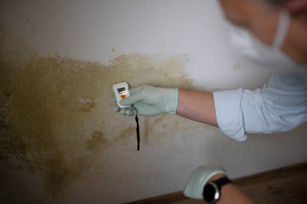 Best Emergency Mold Remediation in Shawneeland, VA