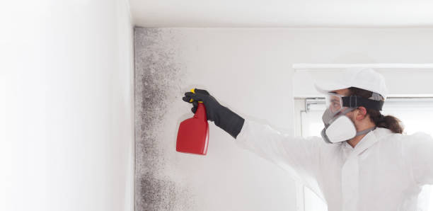 Best White Mold Remediation in Shawneeland, VA