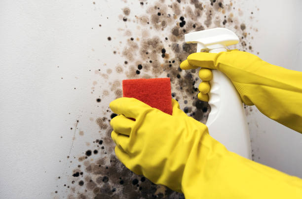 Best Attic Mold Remediation in Shawneeland, VA