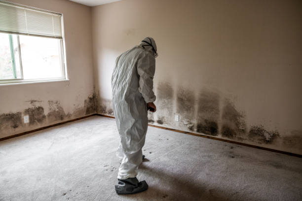 Best Crawl Space Mold Remediation in Shawneeland, VA
