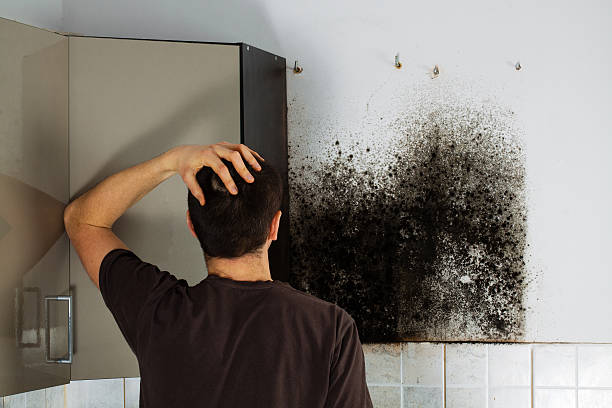 Professional Mold Remediation in Shawneeland, VA